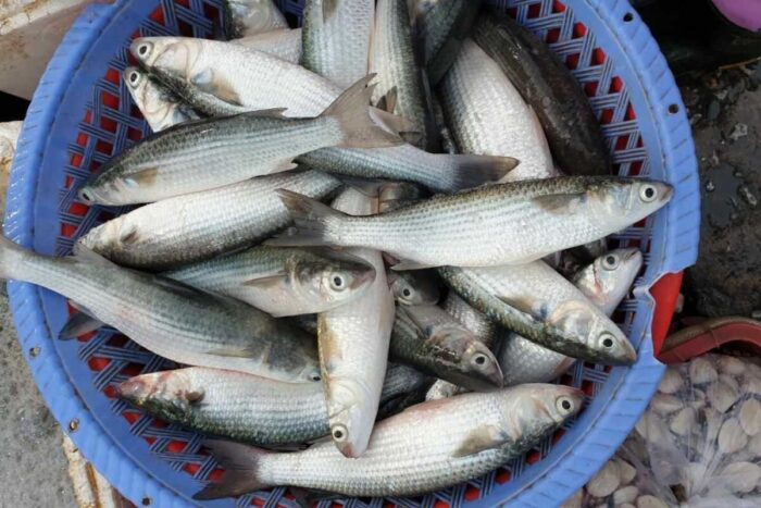 Mô hình nuôi kết hợp giúp cho cá đối khi thu hoạch đạt sản lượng cao cùng với trọng lượng tương đối tốt. Ảnh: sieuthicatuoi.com
