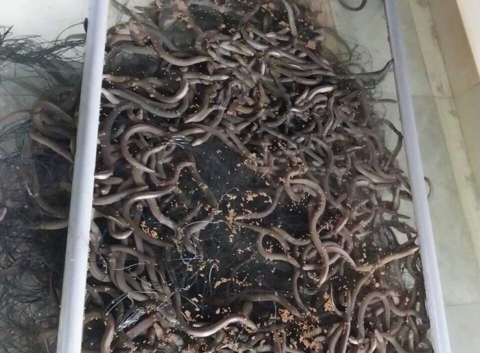 Phú Yên: Nhân rộng các mô hình nuôi lươn không bùn