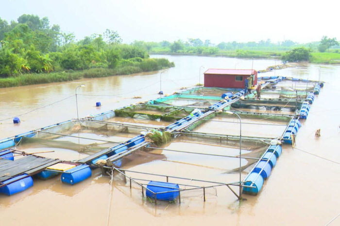 Người dân xã Nghi Sơn (thị xã Nghi Sơn) chăm sóc cá nuôi lồng. Ảnh minh họa: Truyền hình Thái Bình