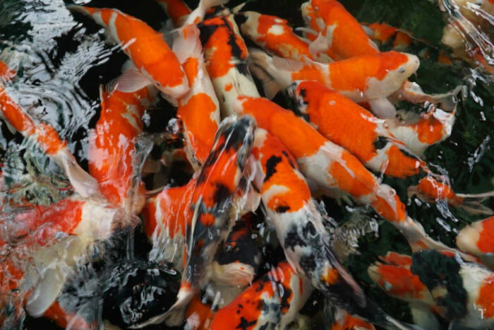 Nhiều hộ nông dân nuôi trồng thủy sản ven sông Diêm Hộ, xã Thụy Liên, huyện Thái Thụy, tỉnh Thái Bình đã thả nuôi xen canh cá thịt với cá Koi làm cảnh cho thu nhập cao hơn hẳn là "độc canh". Ảnh: Tép Bạc