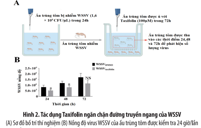 Bổ sung chế độ ăn uống với Taxifolin ức chế sự nhân lên của WSSV ở tôm