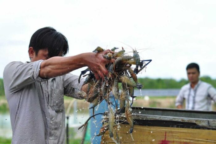 Nông dân ở Đồng Nai thu hoạch tôm càng, nuôi bằng công nghệ lót vải bạt. Ảnh: Quang Hà