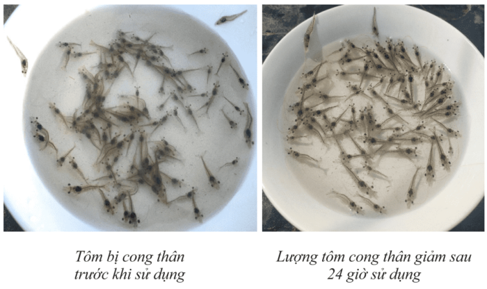 Giải pháp bổ sung khoáng chất trong nuôi tôm từ Tập đoàn Thăng Long