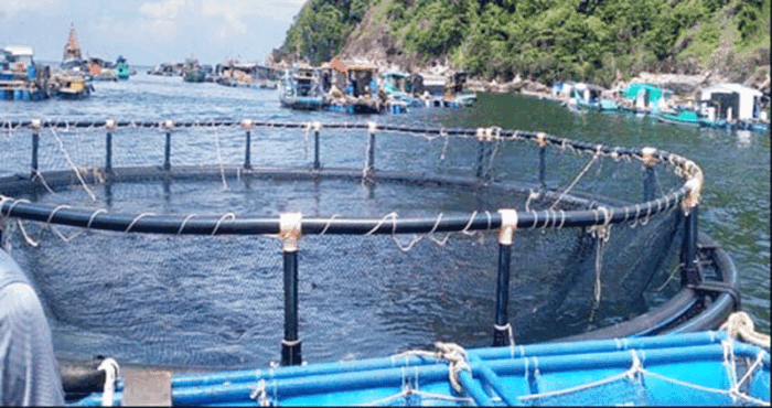 Cá bớp được nuôi trong lồng nhựa HDPE tại Hòn Chuối. Ảnh: NNC
