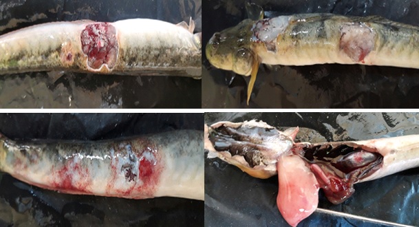 Mẫu cá kèo bệnh thu ngày 03/9/2017 tại huyện Hòa Bình