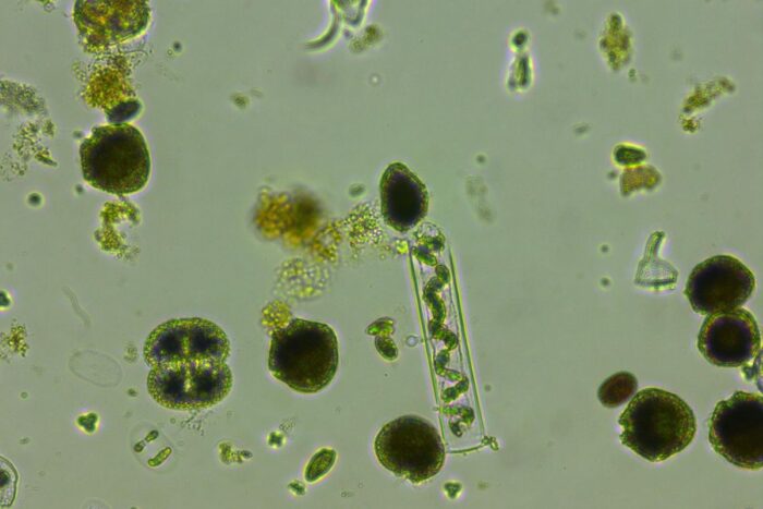 Các loài tảo trong thủy vực