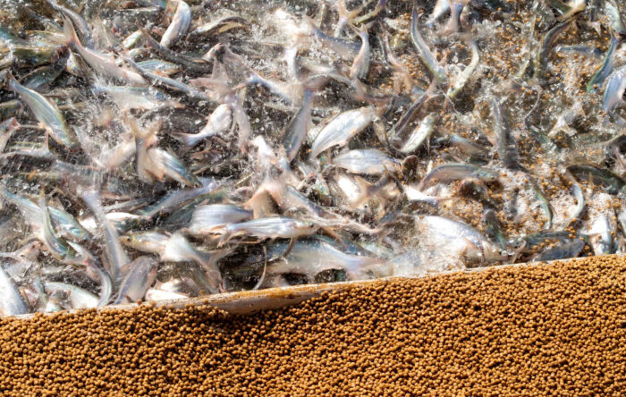 Giá thức ăn tăng đã làm giá thành nuôi cá tra tăng cao. Ảnh: Sơn Trang.