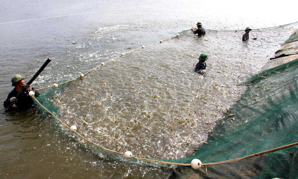 Cần thực hiện các giải pháp hạ giá thành trong nuôi trồng thủy sản. Ảnh: Văn Vũ.