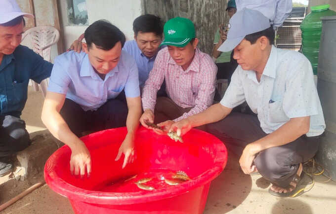 Cán bộ kỹ thuật Trung tâm Khuyến nông Quảng Trị kiểm tra cá giống tại mô hình. Ảnh: Việt Toàn.