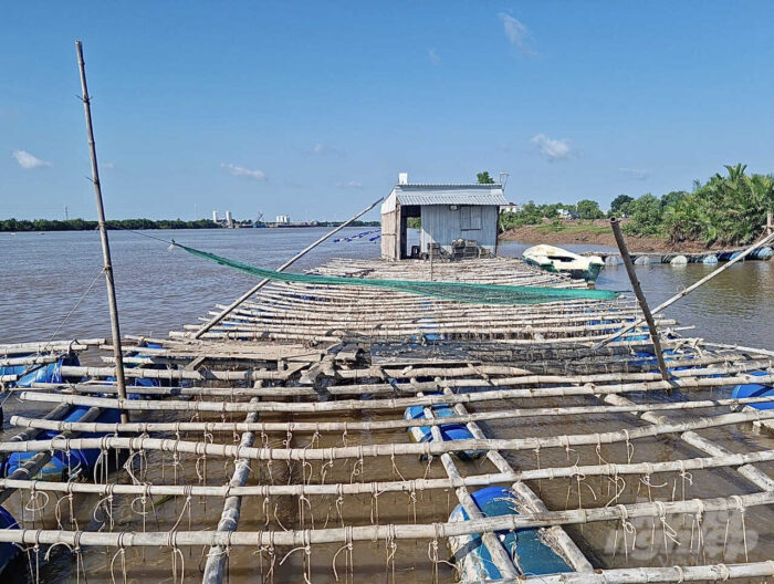  Các lồng bè nuôi hàu vô tình làm hẹp dòng sông và ảnh hưởng đến việc lưu thông đường thủy trên đoạn sông dài khoảng 20 km tại địa bàn huyện Duyên Hải. Ảnh: Hồ Thảo.