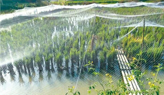 Mô hình kết hợp giữa trồng lúa, nuôi tôm nước ngọt và ếch tại Trung Quốc