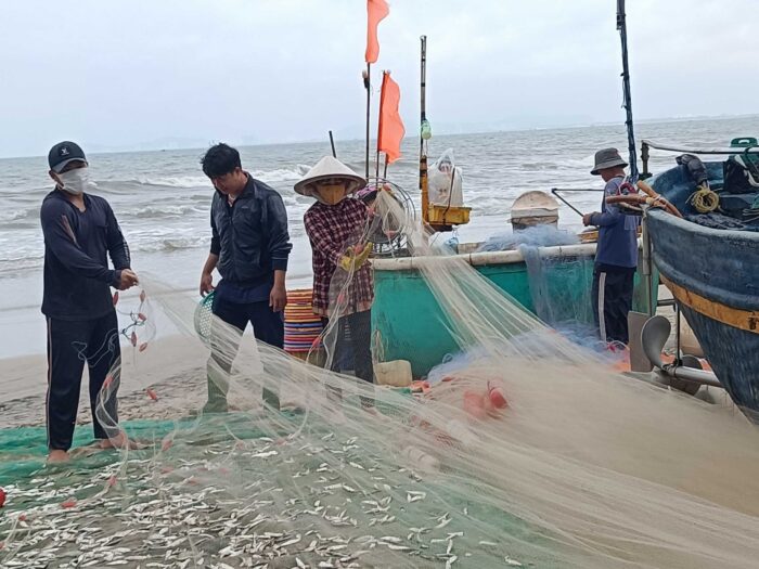 Ngư dân Long Hải thu hoạch cá trích sáng 1/8/2023.