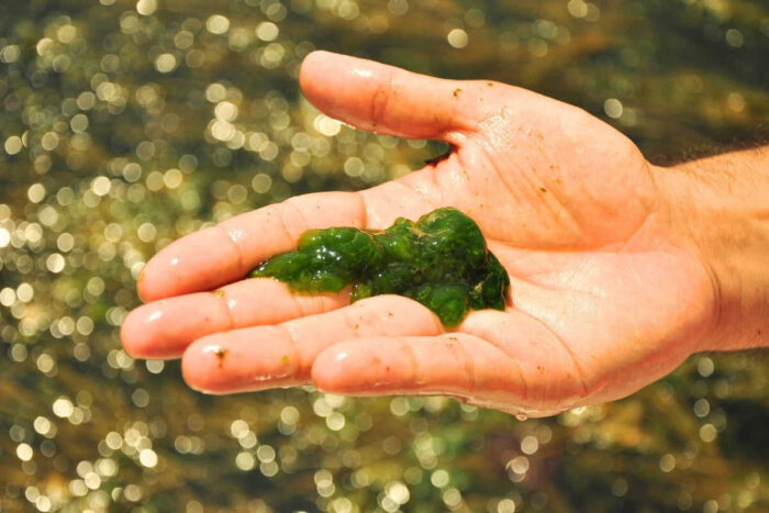 Sử dụng AI để kiểm soát tảo trong nuôi thủy sản