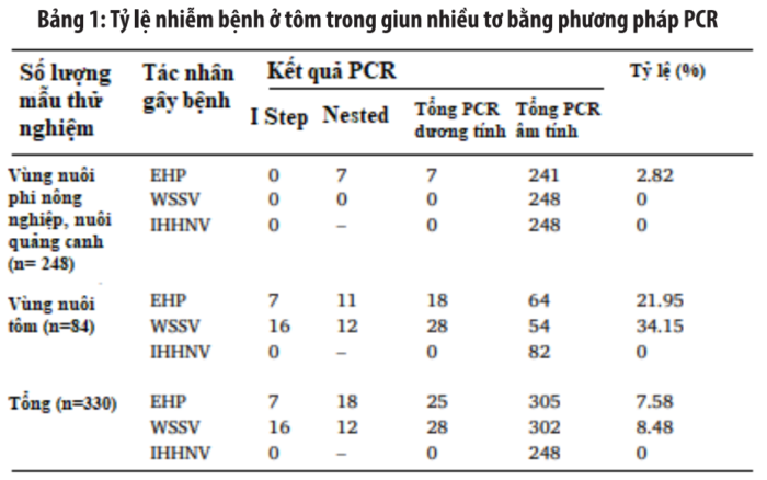 Tỷ lệ nhiễm bệnh ở tôm trong nhiều tơ bằng phương pháp PCR