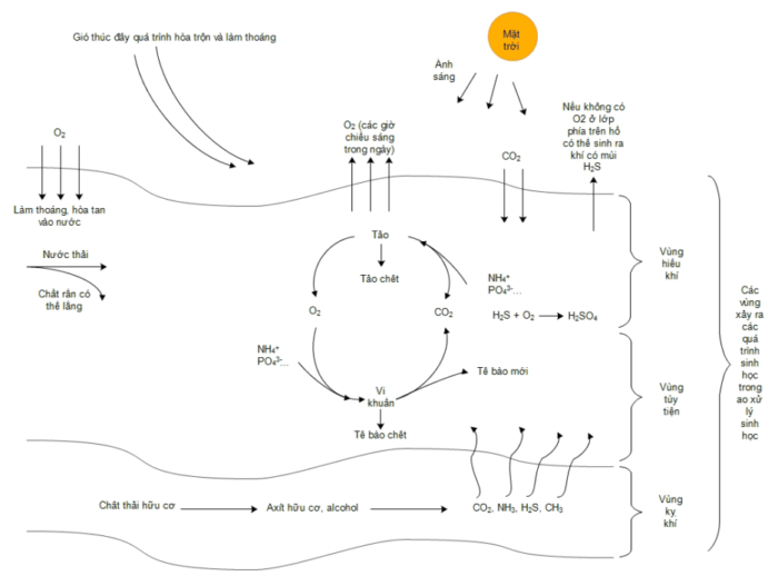 Hình 2: Sơ đồ các quá trình sinh học xảy ra trong ao sinh học