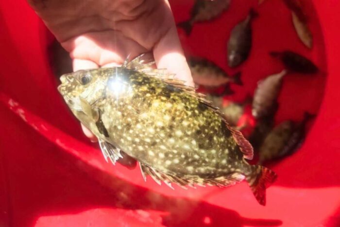 Cá kình dễ nuôi, tiêu thụ tốt, là đối tượng nuôi phù hợp cho các vùng ao đầm bỏ hoang mùa nắng nóng. Ảnh: Nông nghiệp Việt Nam