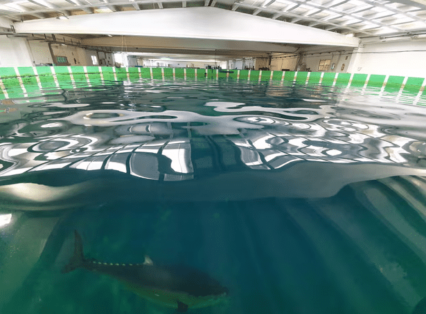 Cá ngừ trong bể Mazarrón (Ảnh: IEOMurcia)