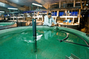 Giám sát trữ lượng cá ngừ vây xanh Đại Tây Dương tại nhà máy nuôi trồng thủy sản Mazarrón (Ảnh: IEOMazarrón)