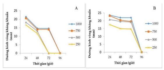 Hình 2. Khả năng kháng khuẩn của dịch chiết cây diệp hạ châu theo thời gian đối với từng loại vi khuẩn (A) V. parahaemolyticus; (B) Vibrio sp