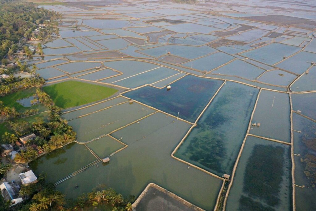 Khu nuôi tôm tại Bangladesh (Ảnh: SK Hasan Ali/Alamy)