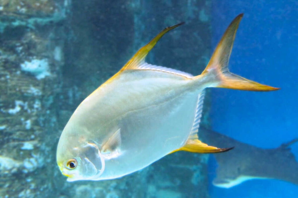 Mô hình nuôi cá chim trắng vây vàng thay thế cho việc nuôi tôm thẻ chân trắng đã được mở rộng