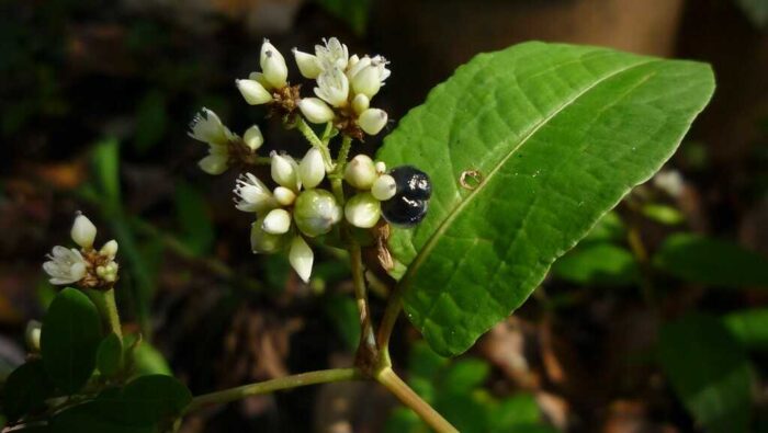 Cây thồm lồm (Polygonum chinense L.) (Nguồn: flickr.com)