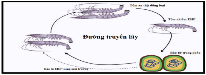 Đường lây truyền của bào tử EHP