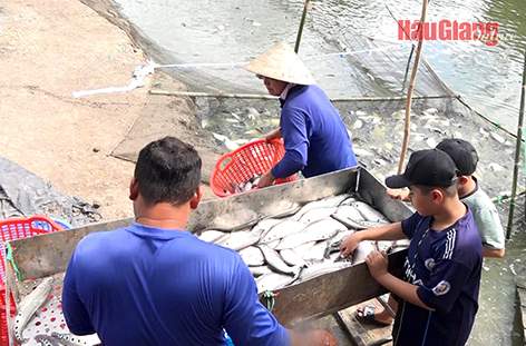 Giá bán cao, nông dân nuôi cá thát lát trong tỉnh rất phấn khởi