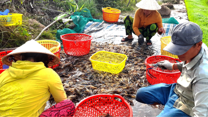 Giá tôm đã nhích lên do thiếu hụt nguyên liệu - Ảnh: MINH KHANG