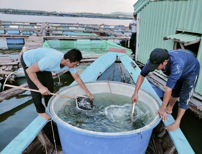 Hộ ông Phạm Văn Dư tiếp nhận cá giống, chuẩn bị thả nuôi lồng bè. Ảnh: Hoàng Trọng