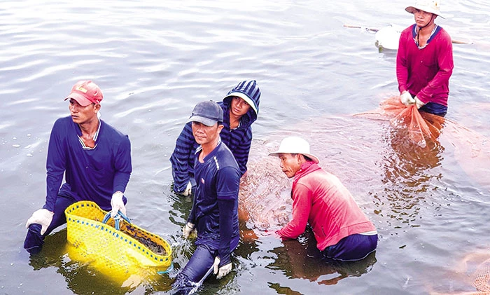 Thu hoạch tôm tại huyện Vĩnh Châu, tỉnh Sóc Trăng