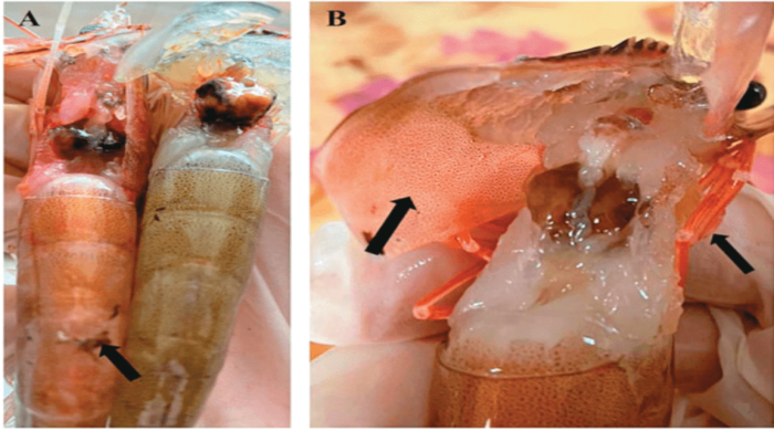 Hình 1. (A): Các trường hợp tôm giống bố mẹ bình thường và bị nhiễm bệnh (B): Tôm bị nhiễm bệnh có sự đổi màu đỏ ở cơ bụng, gan tụy và vỏ, với một vùng hắc tố trên lớp biểu bì bụng màu đỏ (mũi tên). Các đốm màu đỏ được hiển thị trên vỏ với các đốm đỏ (mũi tên).