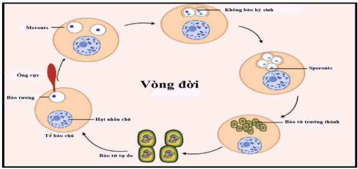 Vòng đời của bào tử EHP