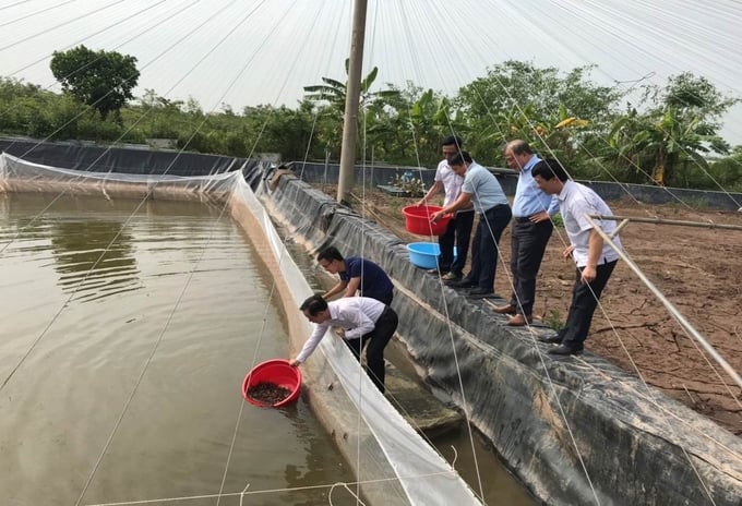 Nuôi cà ra cho lợi nhuận 'khủng' - Aquaculture