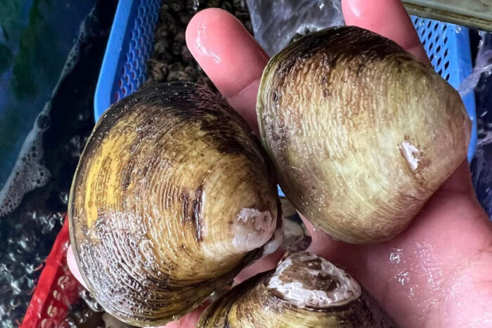 Độ mặn ảnh hưởng đến vọp nuôi - Aquaculture