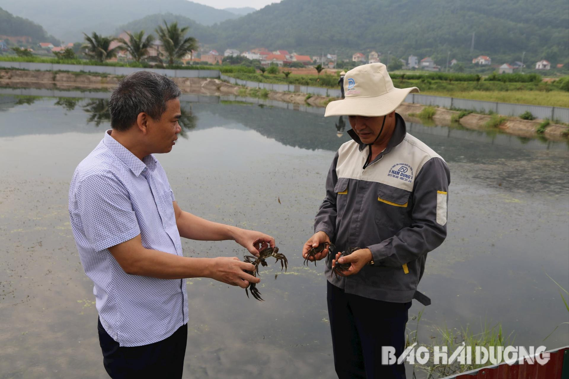 Nông dân Hải Dương lần đầu thử nghiệm nuôi cà ra trong ao - Aquaculture